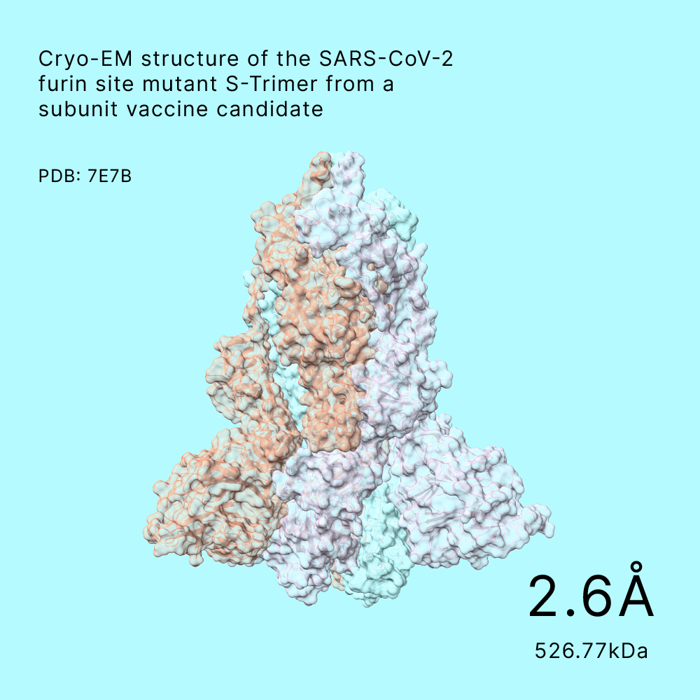 SARS-CoV-2 S-Trimer vaccine candidate at 2.6Å resolution, 526.77kDa — Shuimu Biosciences